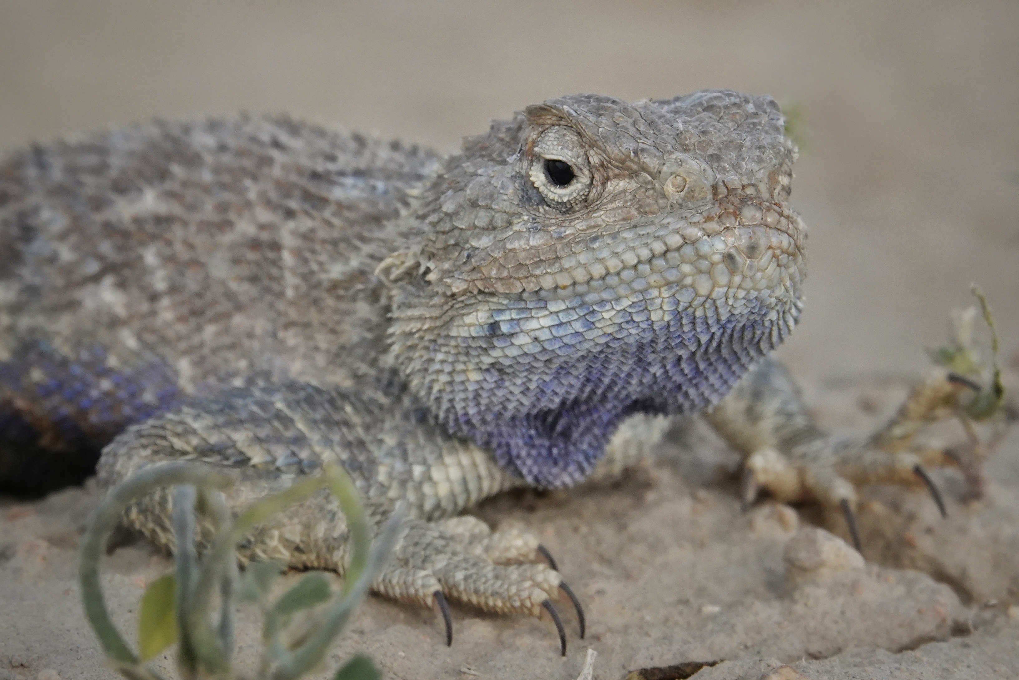 Lézard dans les paysages arides du Kazakhstan